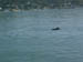 dolphins03.jpg