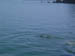 dolphins04.jpg