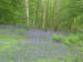 Painshill Bluebell wood 