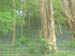 Painshill bluebells