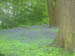 Painshill bluebell wood 