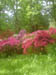 Winkworth Azaleas
