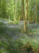 Winkworth bluebells